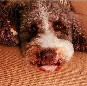 Meet your Posher, Carla